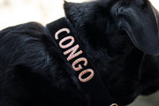 Name on - Personalised Collars & Leashes