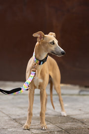 Coleira Pastel Plaid