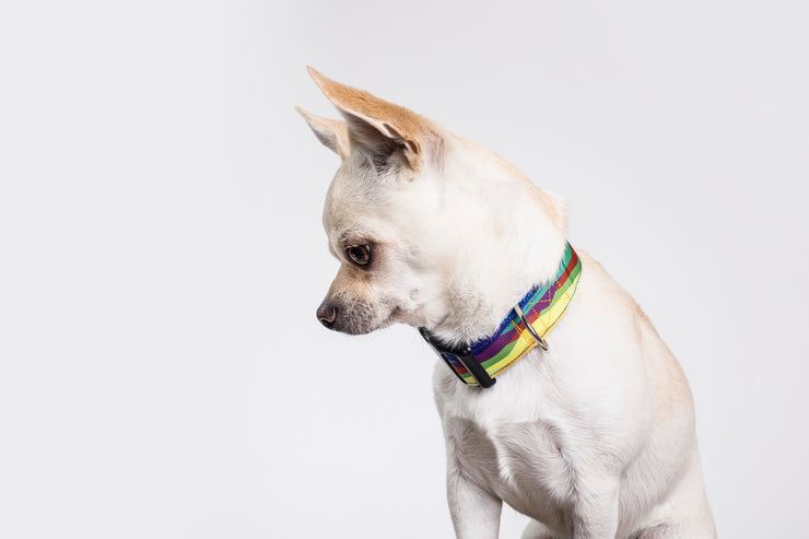 Technicolor Trail Dog Collar