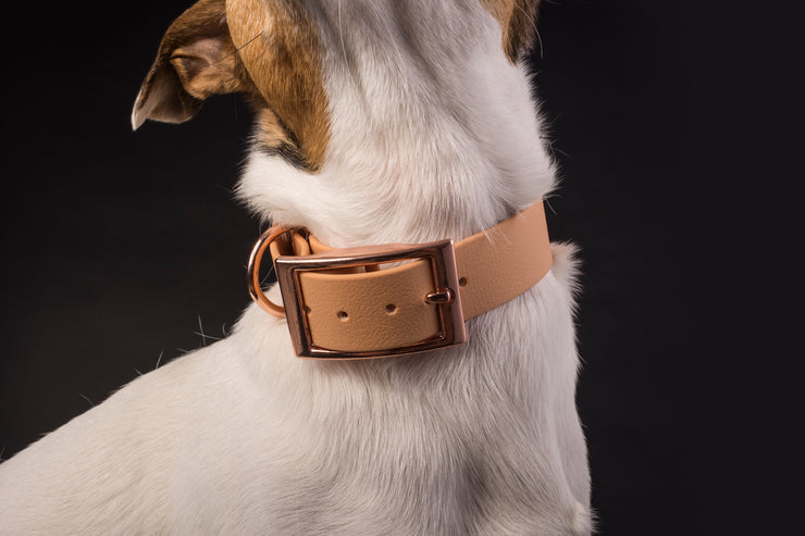 Capuccino Dog Collar