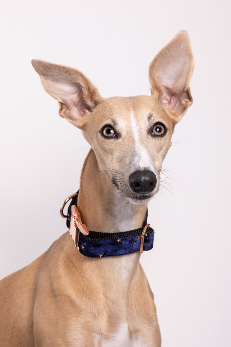 Glimmer Dog Collar | Dark Blue