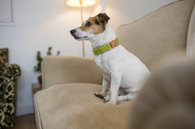 Lime Velvet Dog Collar