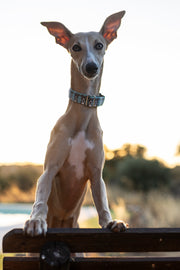 Samucas Dog Collar