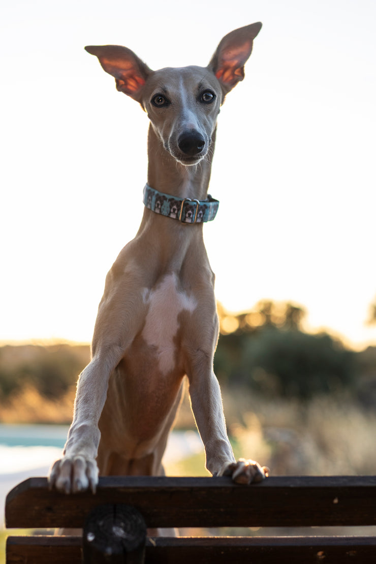 Samucas Dog Collar