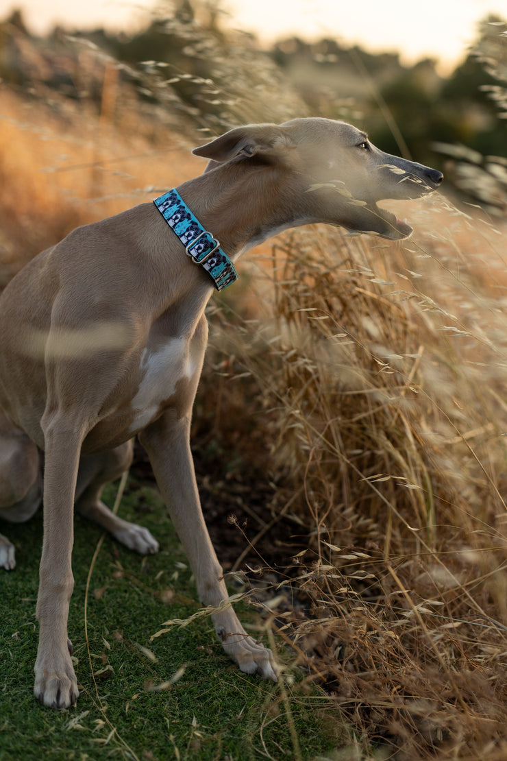 Samucas Dog Collar