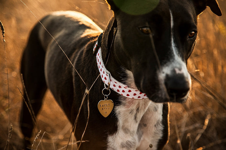 Valentine Dog Collar