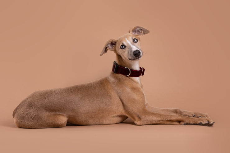 Wine Velvet Dog Collar