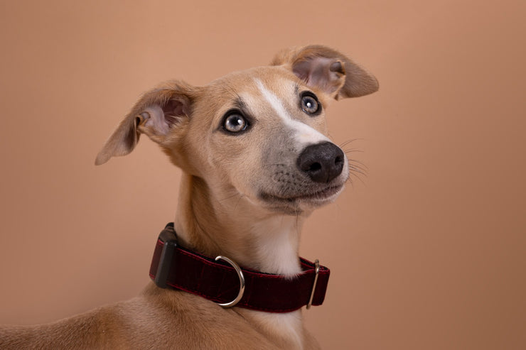Wine Velvet Dog Collar