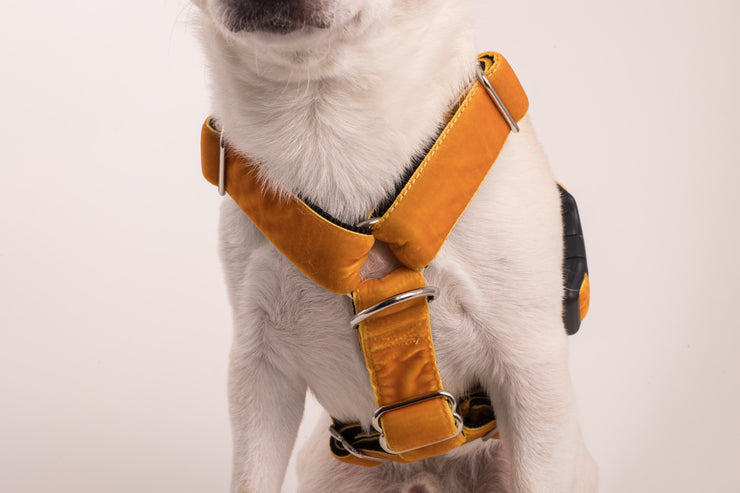 Orange Velvet Dog Collar