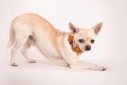 Orange Velvet Dog Collar