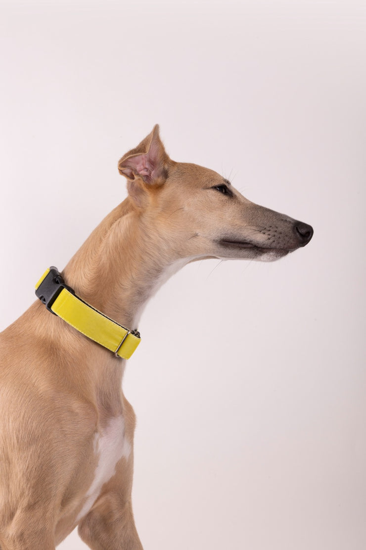 Neon Yellow Velvet Dog Collar