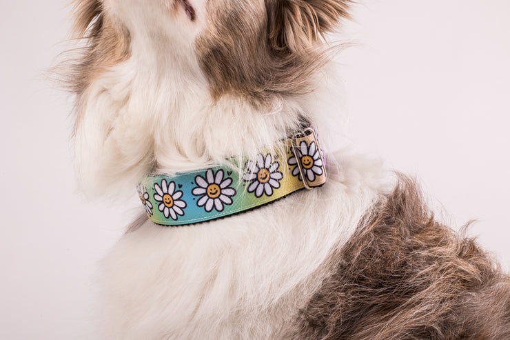 Puffy Dog Collar