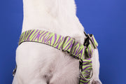 Maracujá Dog Collar