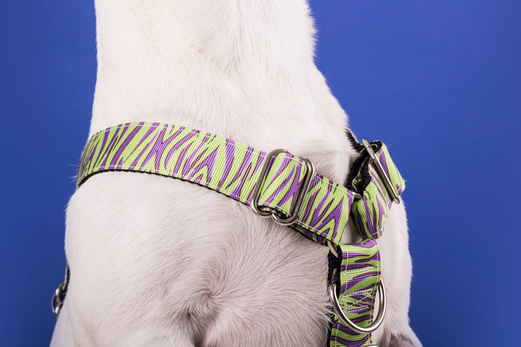 Maracujá Dog Collar