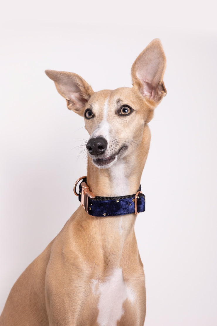 Glimmer Dog Collar | Dark Blue