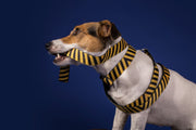 Bee Dog Collar