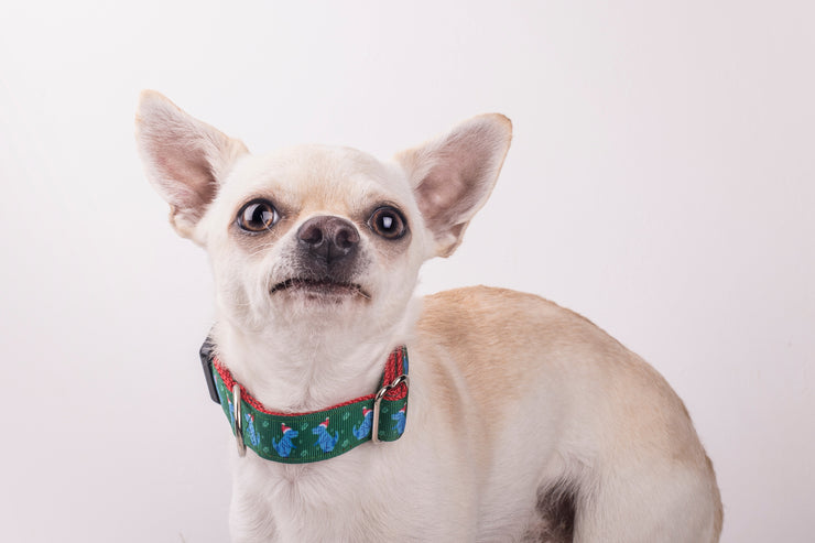 T-Rexmas Dog Collar