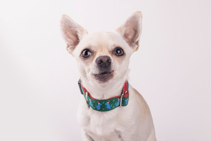 T-Rexmas Dog Collar