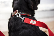 Back to Red Leash tail-wag.myshopify.com