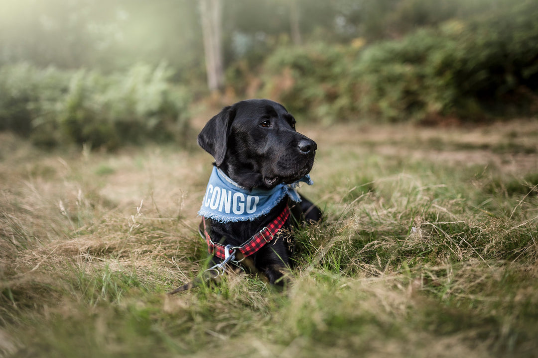 Tail Wag Bean Denim Dog Bandana