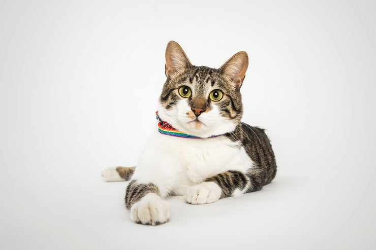 Boon | Cat Collar tail-wag.myshopify.com