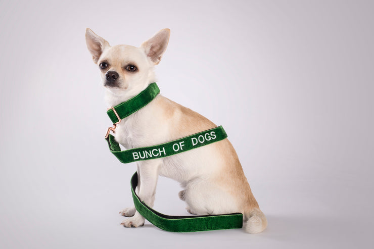 Green Velvet Dog Collar | Tail Wag Green Velvet Dog Collar | Tail Wag