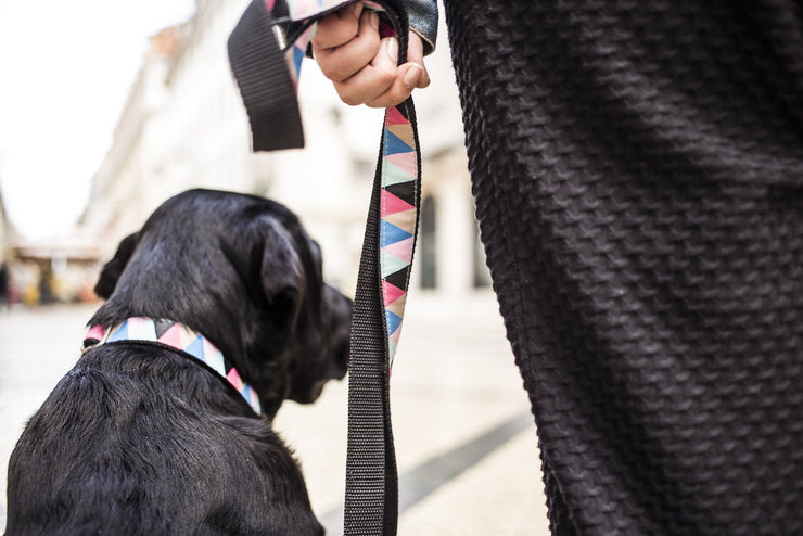 Matching Leashes tail-wag.myshopify.com