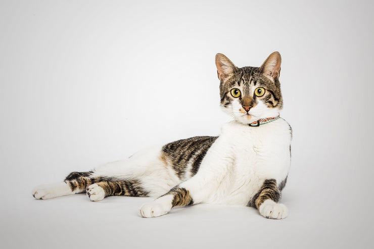 Neon Cat | Cat Collar tail-wag.myshopify.com