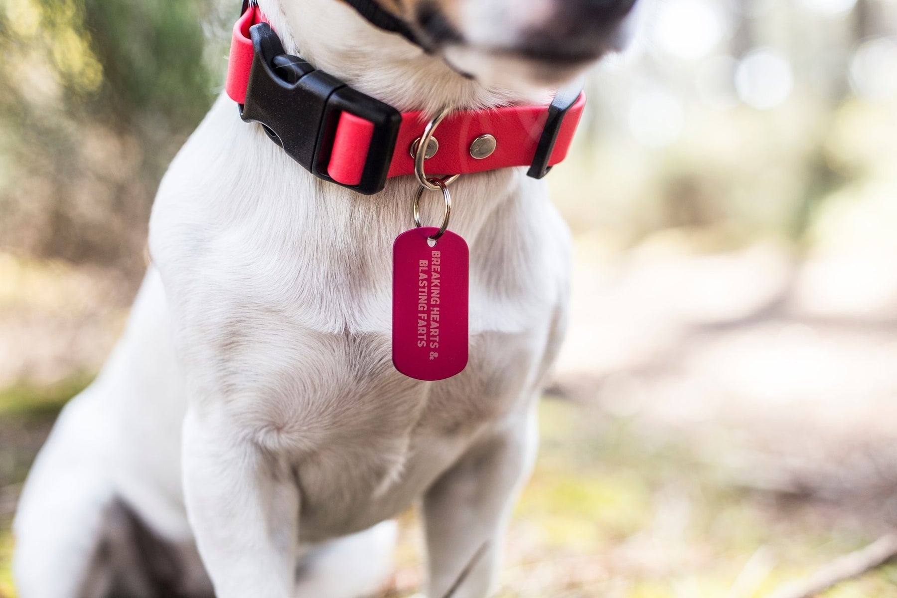 Wag Tag Tail Wag | Army Rainbow Tags
